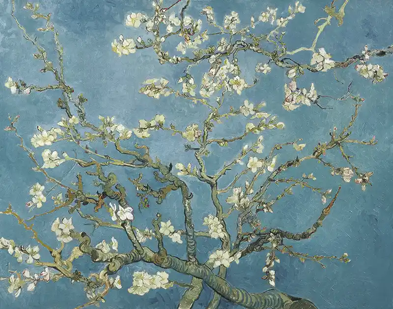 Almond blossom